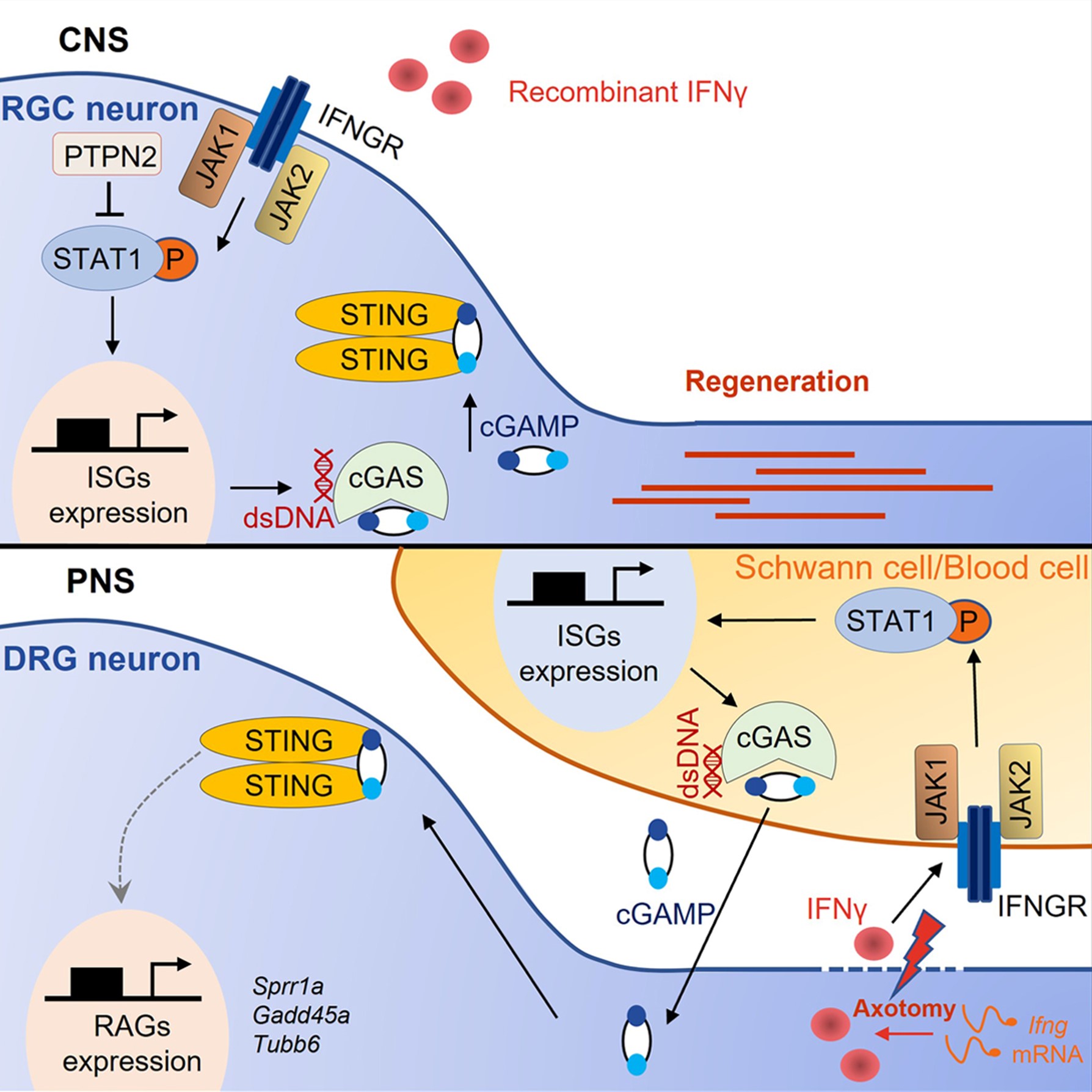 A working model of IFNγ-STAT1 signaling promoting axon regeneration in CNS and PNS