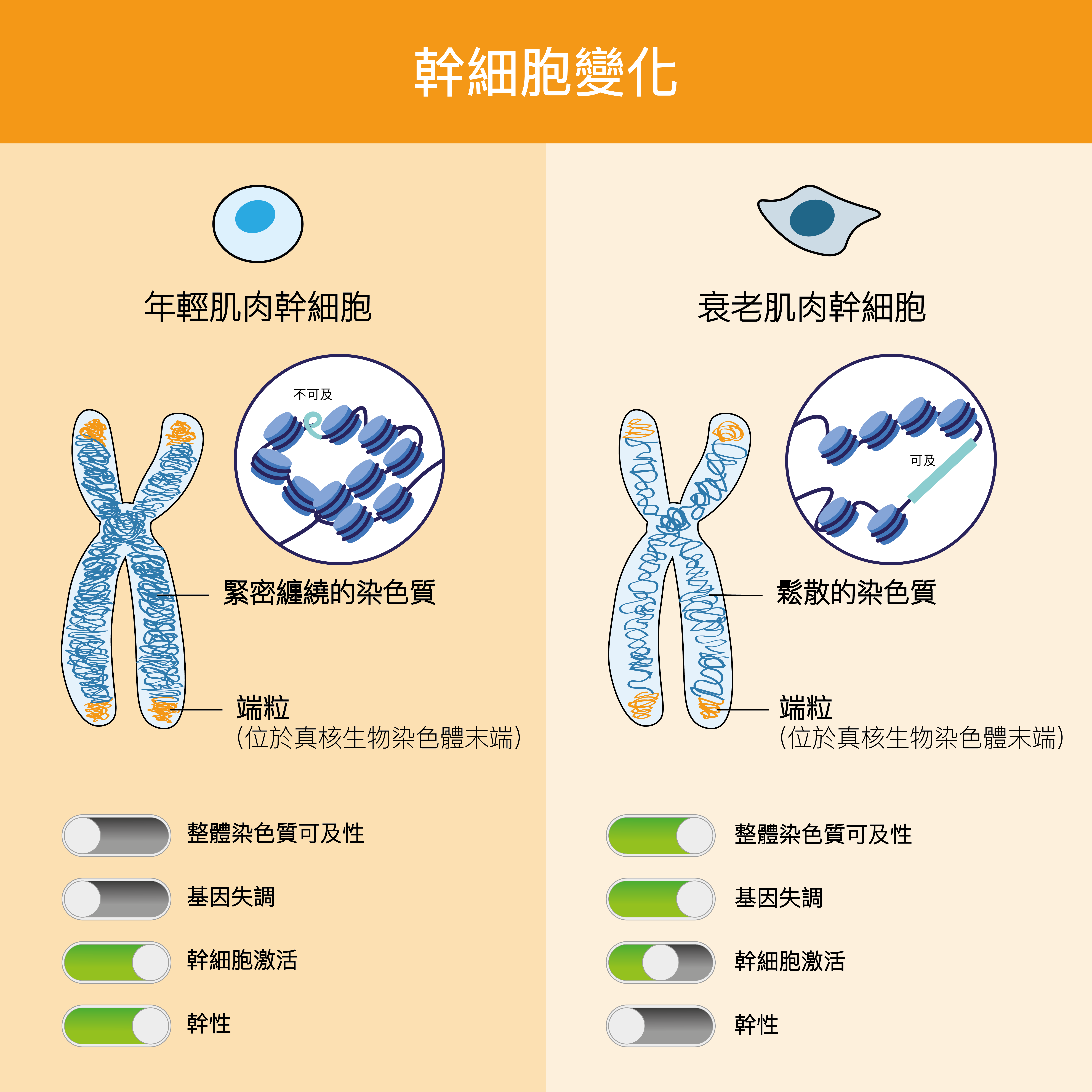 干细胞变化