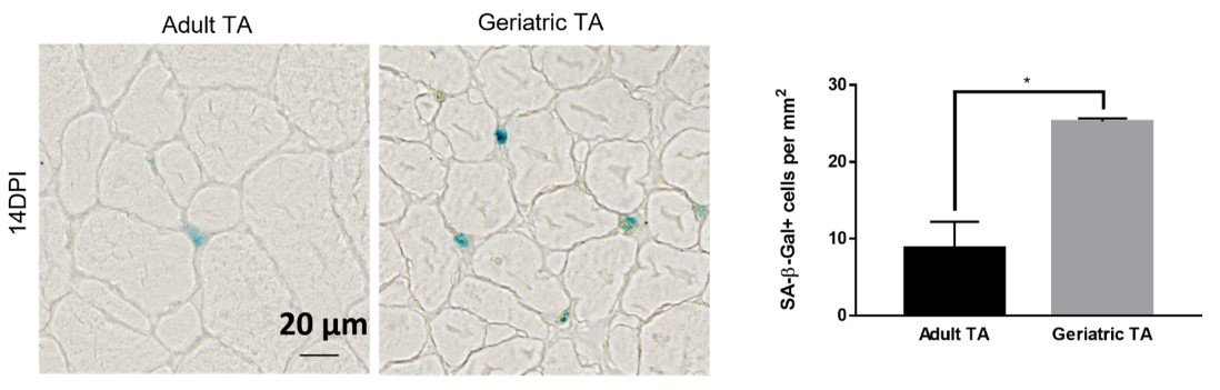 figure1