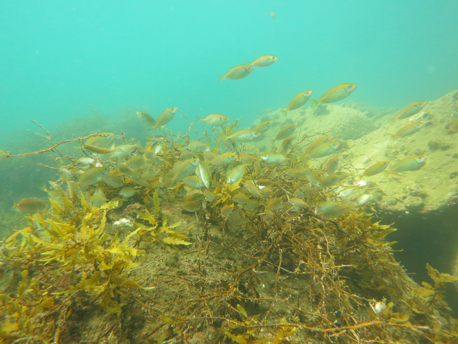 Mottled spinefoot