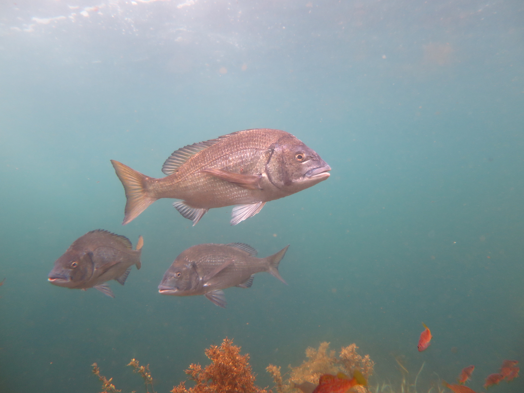 Japanese black seabream