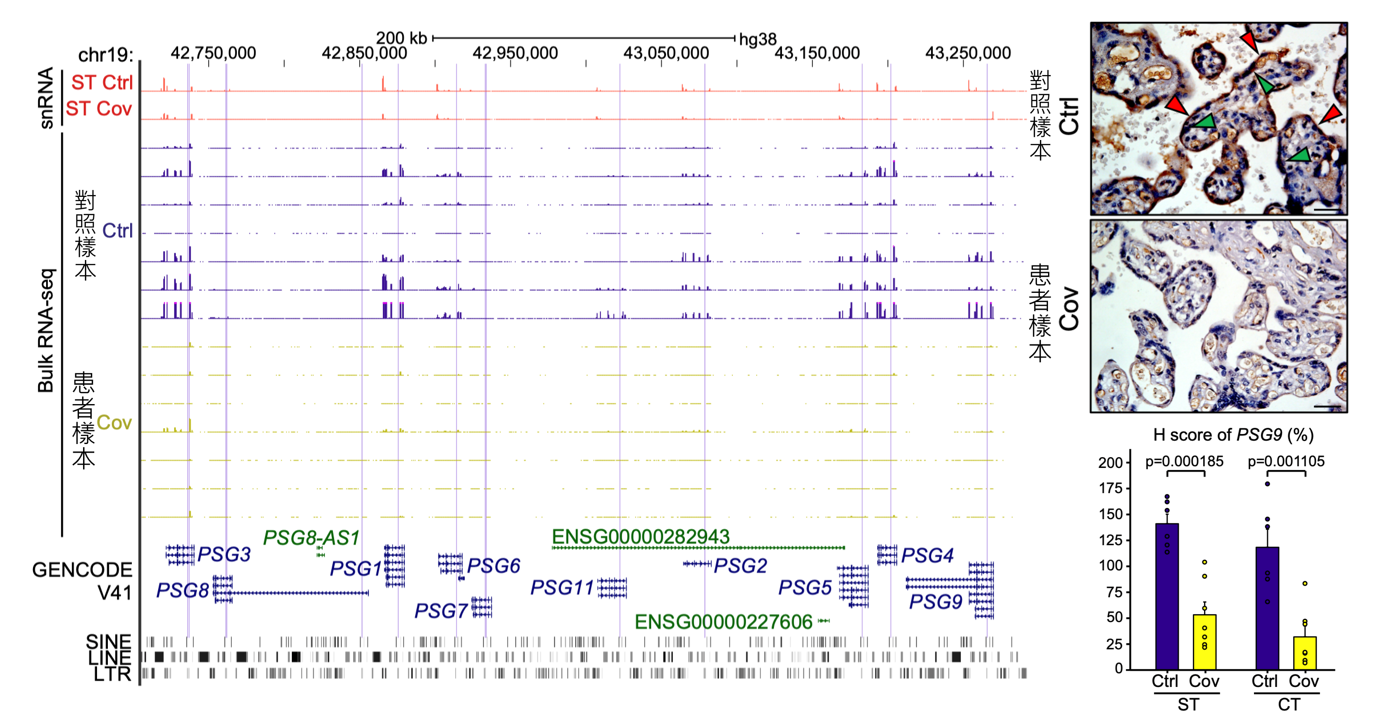 PSG gene expression