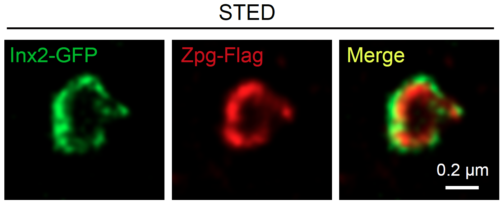 (Left) Gap junction protein expressed in stem cell niche (Middle) Gap junction protein expressed in stem cell (Right) The channel formed by gap junction proteins in niche and stem cell 