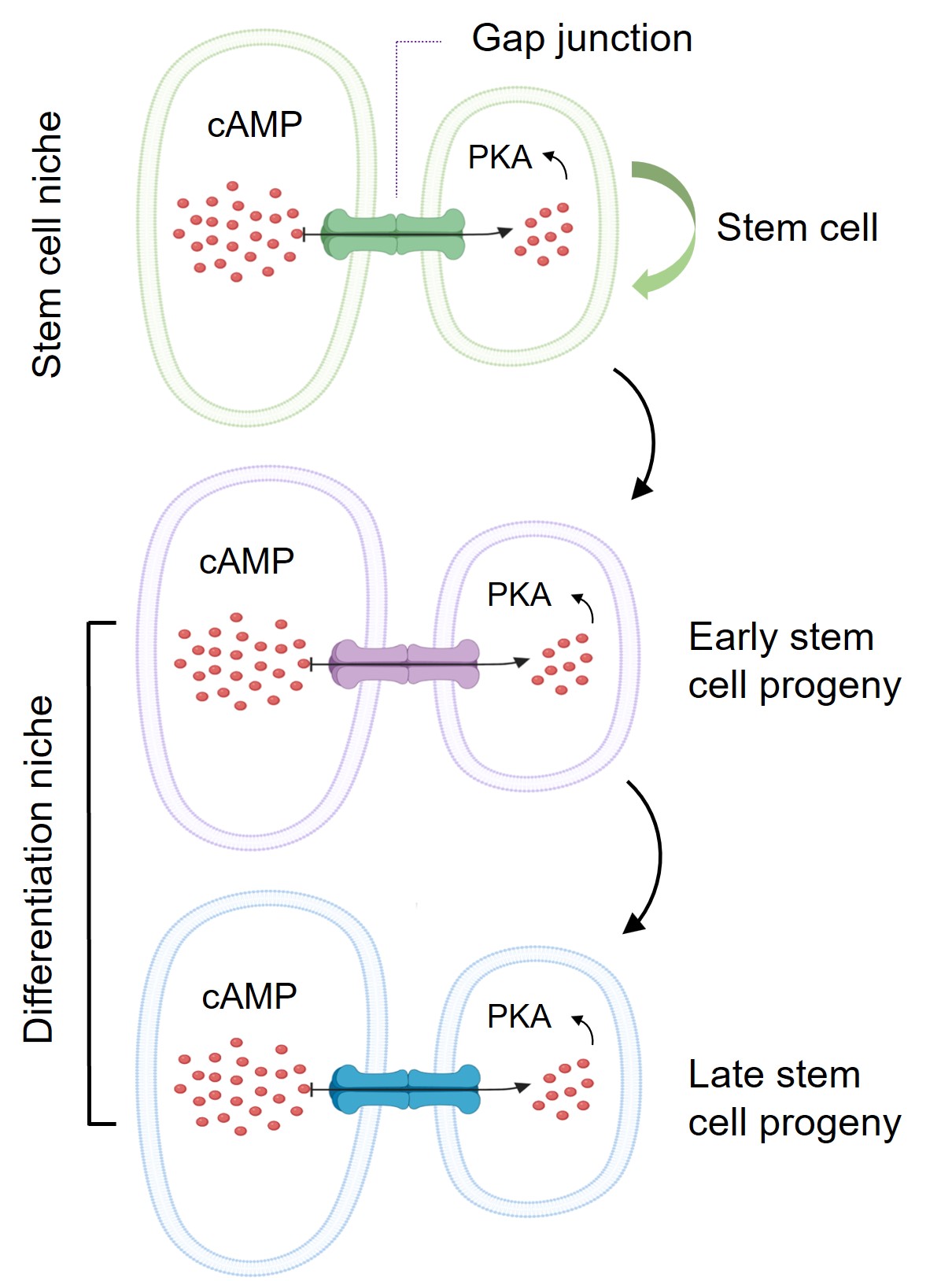 A model of how stem cell niche uses the protein channels “Gap junctions” to transport its cAMP into stem cell progeny in controlling their differentiation into functional cells.