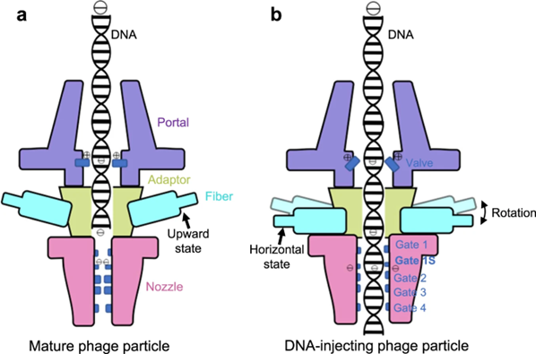 Proposed DNA gating model of P-SCSP1u during the DNA-injecting stage of infection.