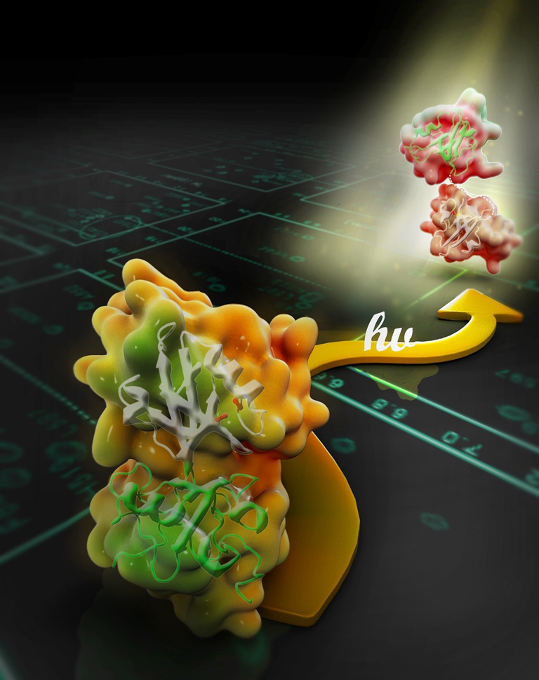  HKUST achieves breakthrough discovery on the mechanism behind visual systems and the discovery has been published in Cell as the cover story.