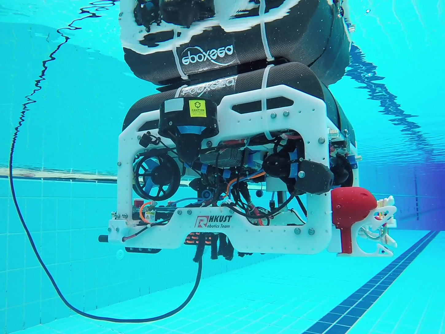  Beluga in action underwater.