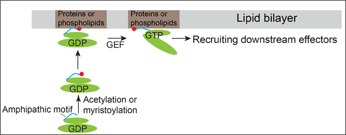 Model demonstrating how Arfrp1 and Arl14 are recruited to the membranes