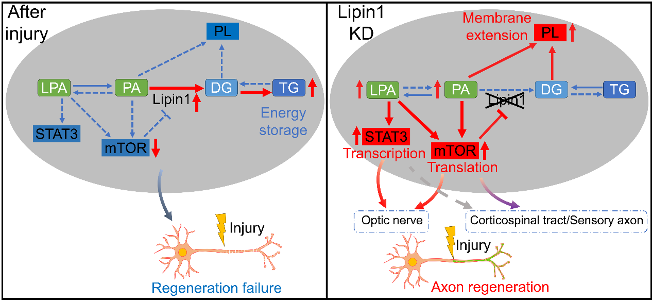 (圖三)Lipin1調控軸突再生的分子機制。