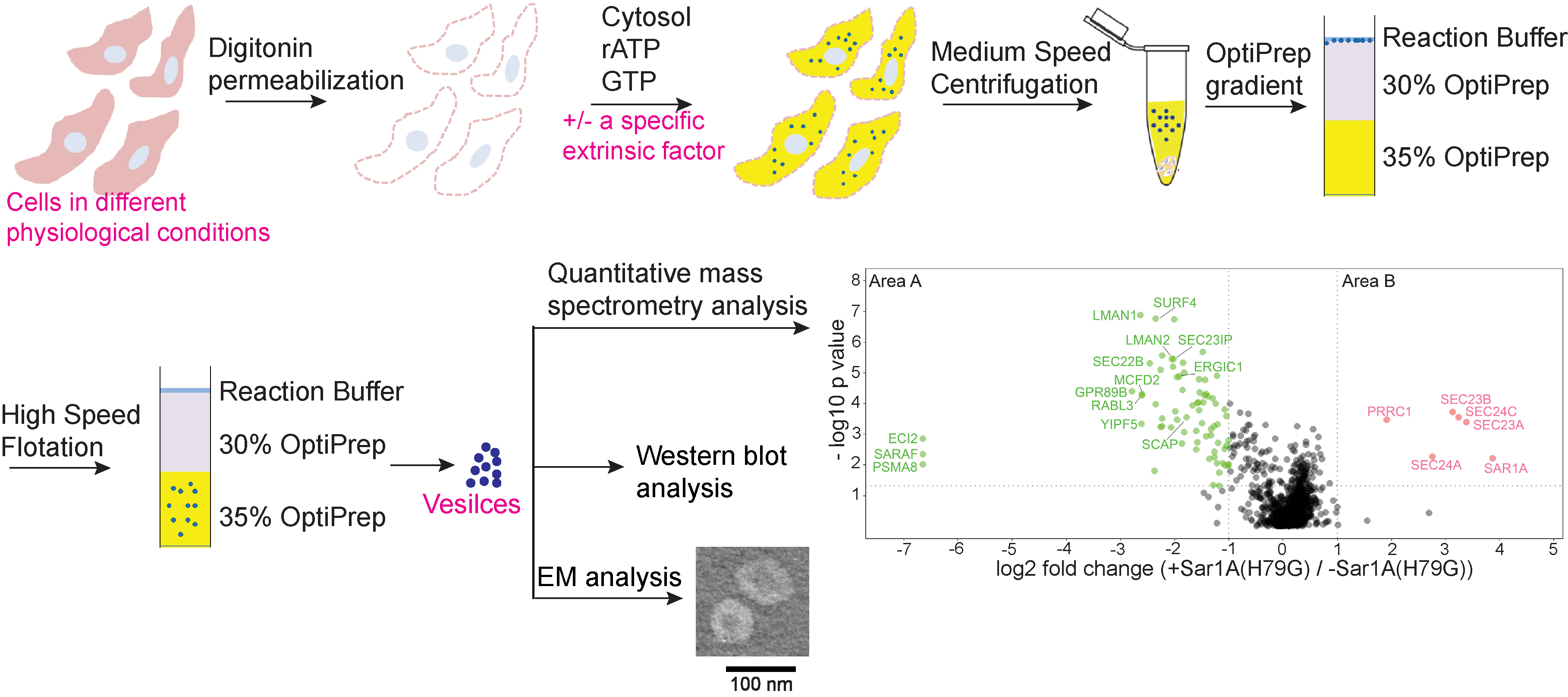 Diagram demonstrating the vesicle formation assay as a powerful tool to reveal novel mechanistic insights into the secretory pathway