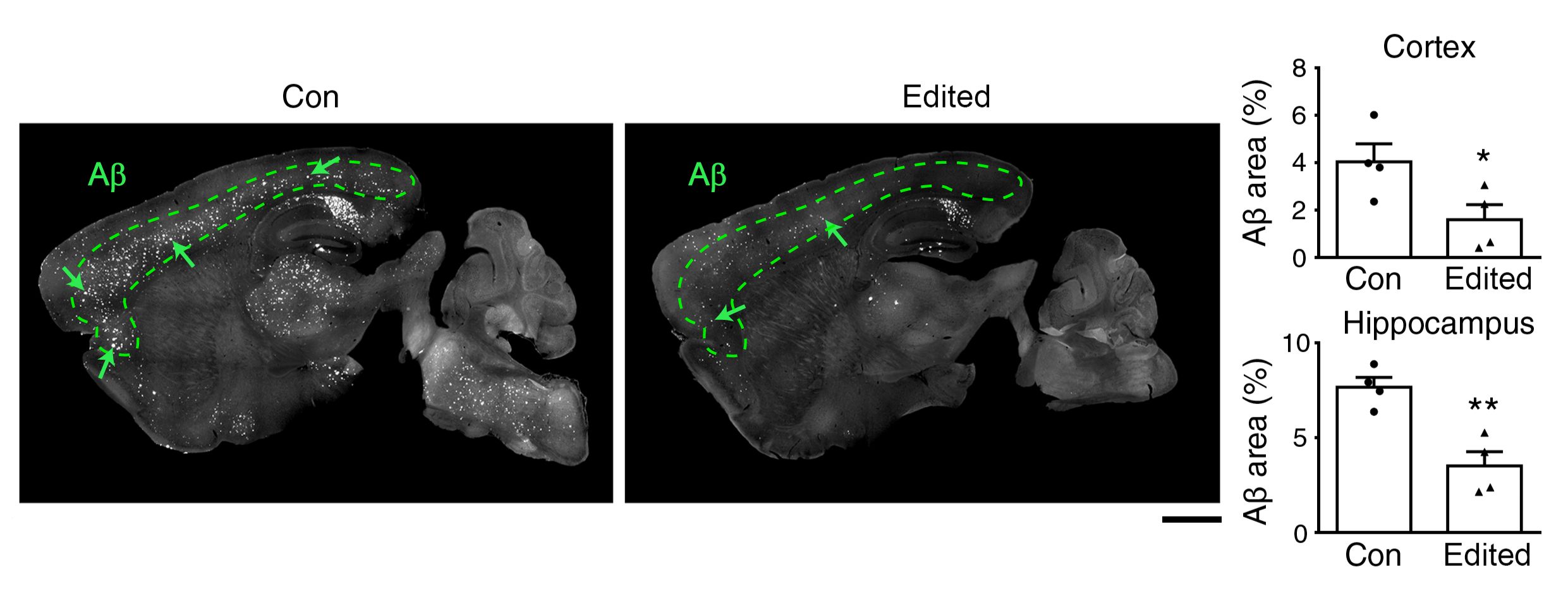 The research team demonstrates that disruption of a familial Alzheimer’s disease mutation by this genome editing strategy reduces disease pathology, i.e. the area of Aβ deposition, throughout the brain.