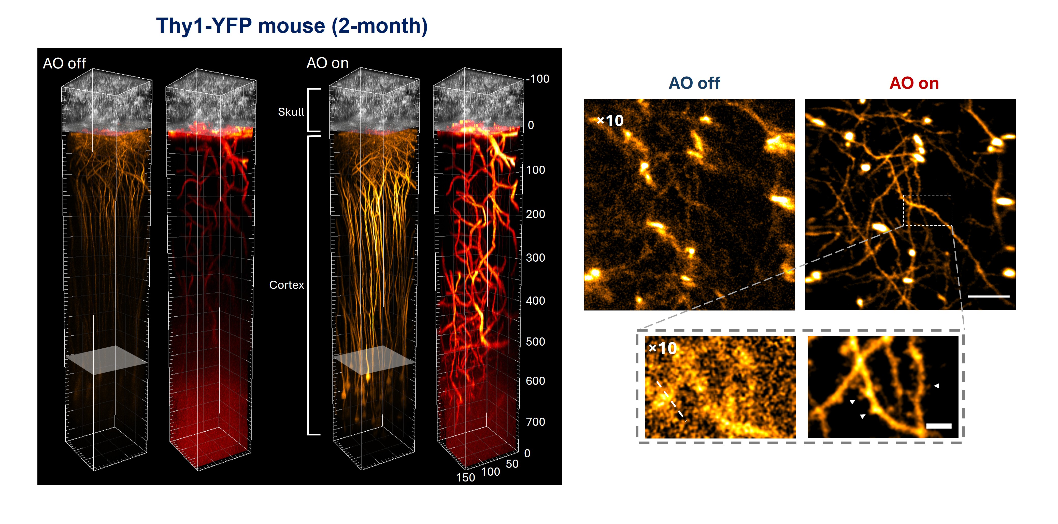 The thickness and density of the skull absorb and scatter incoming light, which severely limits the penetration capabilities of two-photon microscopy. Even in superficial brain regions, image quality is degraded, resulting in poor imaging performance. In contrast, the adaptive optics three-photon microscopy enables in vivo imaging through the skull. The image shows high-resolution imaging of the neural network in a mouse brain.