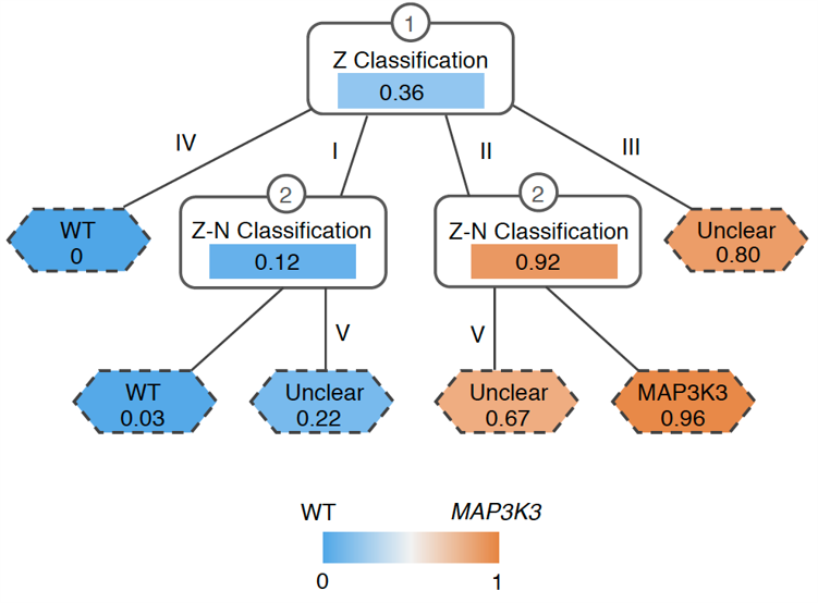 The research team developed a computational method that could assess the probability of connection between the lesion shown in the MRI image to the genetic mutation MAP3K3 c.1323C>G