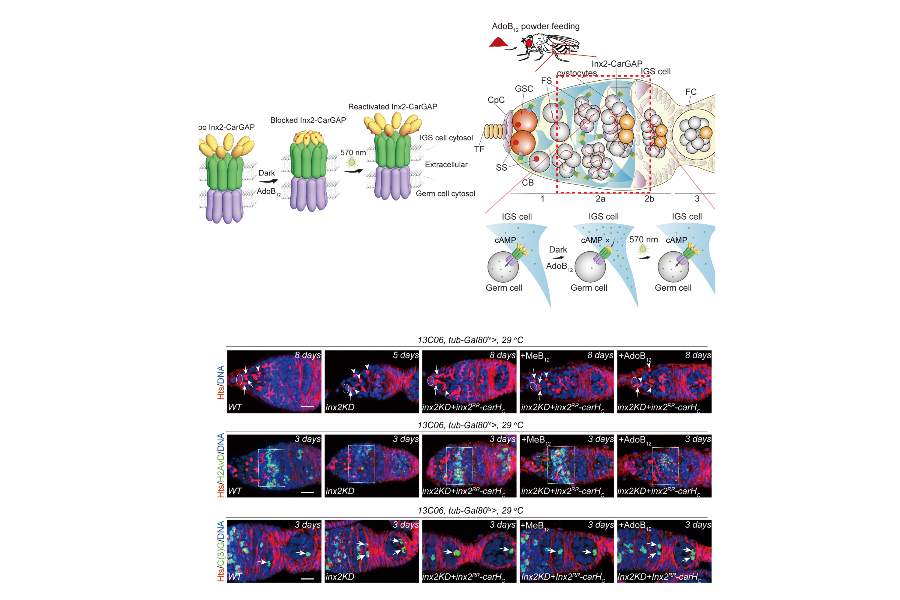 The design principle of heterotypic Innexin CarGAP between IGS cells and germ cells in the germarium of the Drosophila ovary.