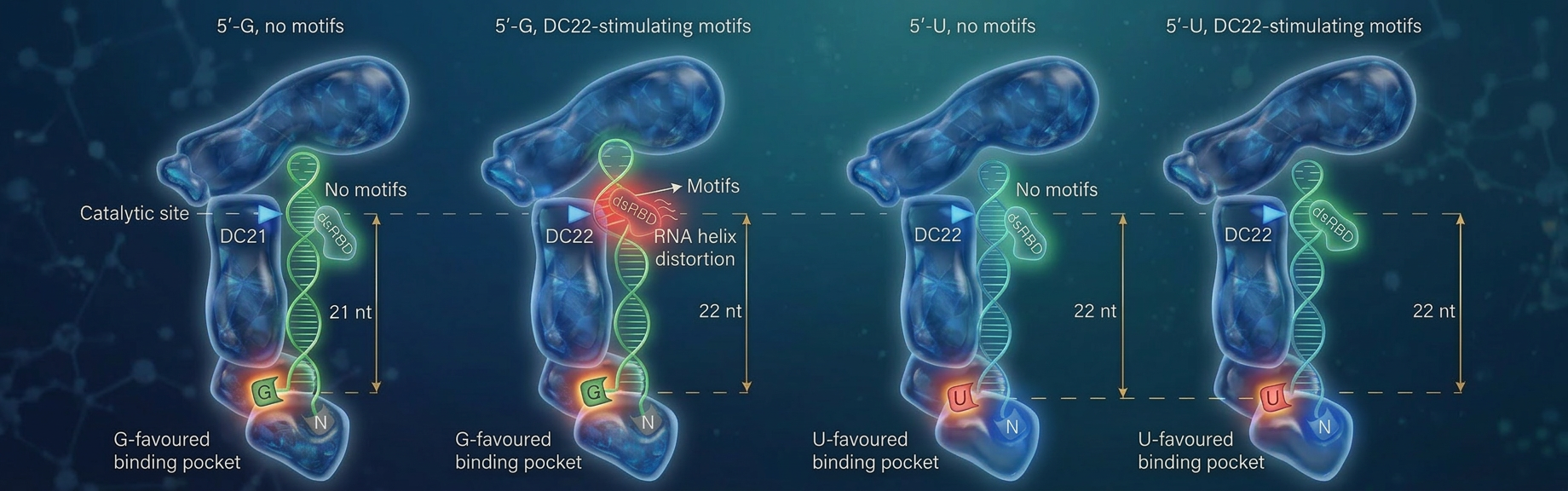 圖中概括展示DICER的決策過程。圖中展示了人類體內的關鍵核酸酶DICER如何像「智慧尺」一樣，精準決定在RNA上哪個位置進行切割。