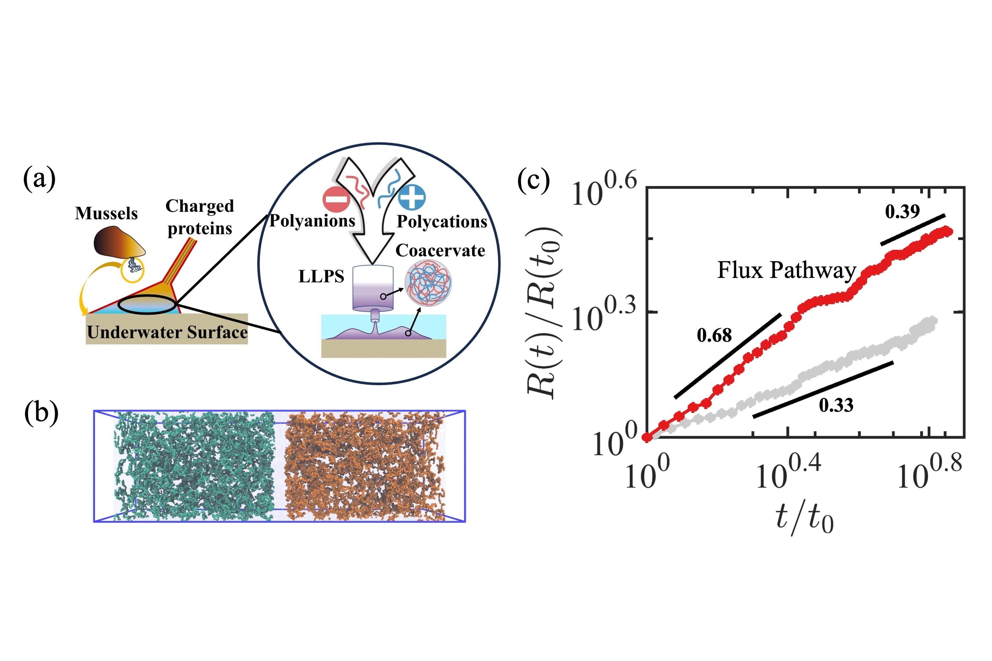 (a) Schematic illustration of the relevance of the flux pathway to the coacervation process when mussels produce underwater adhesives; (b) The initial configuration of the flux pathway; (c) Coacervate time evolution in a single simulation under the flux pathway, where the gray curve represents the  traditional thermodynamic pathway for comparison.