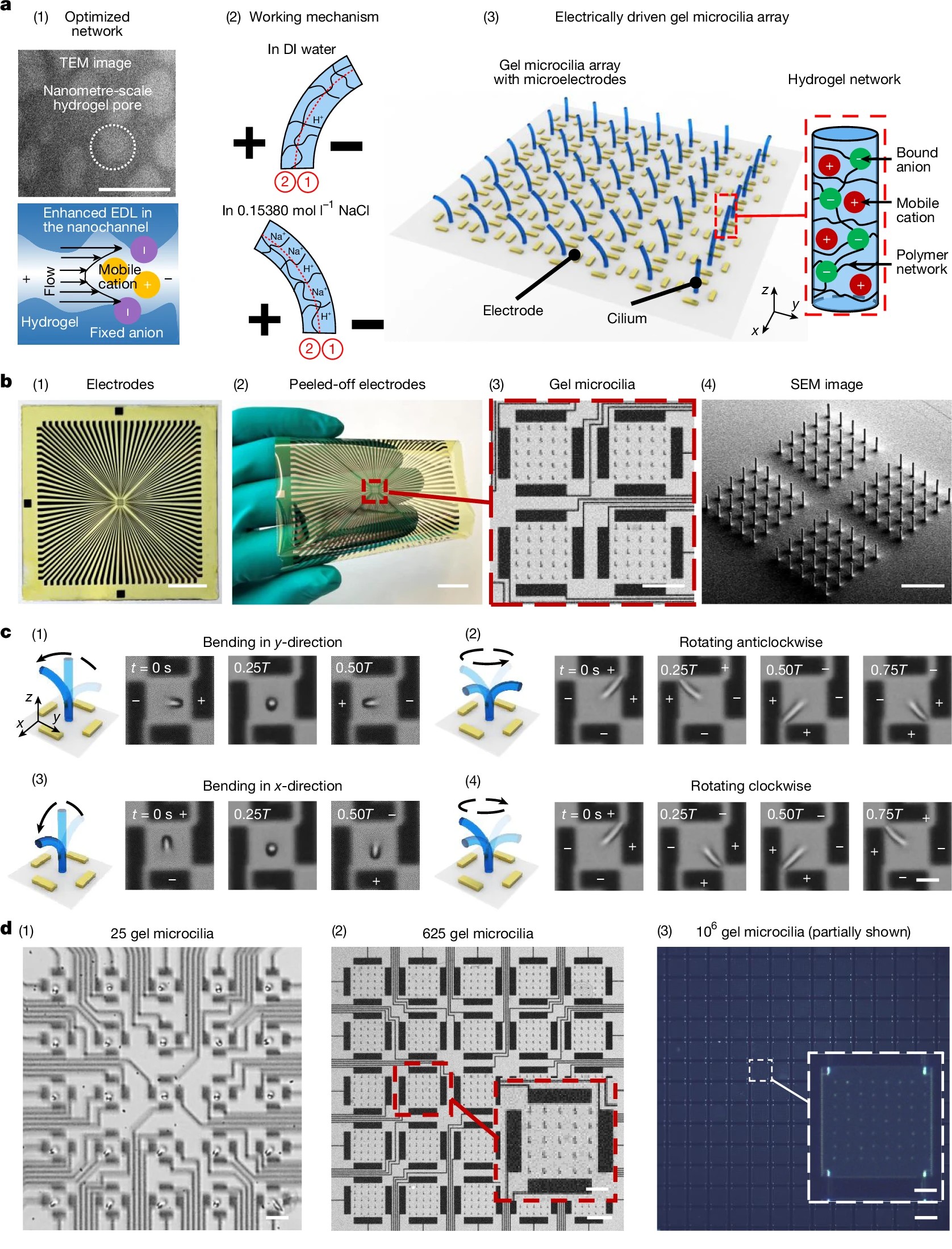 Schematics showing the electrically driven hydrogel microactuator fabrication, mechanism and devices.