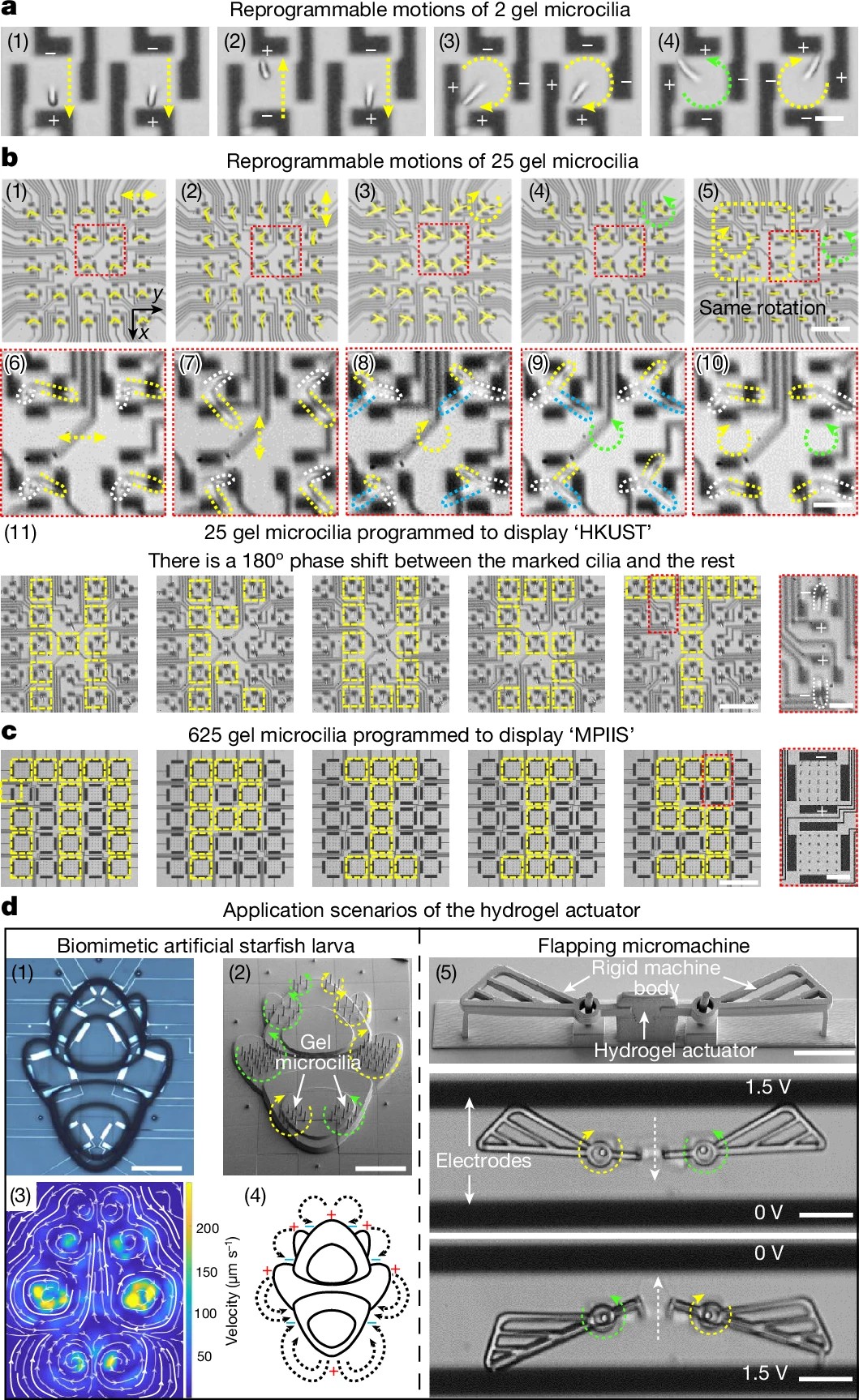 Schematics showing the dynamic bending motions of gel microcilia arrays.