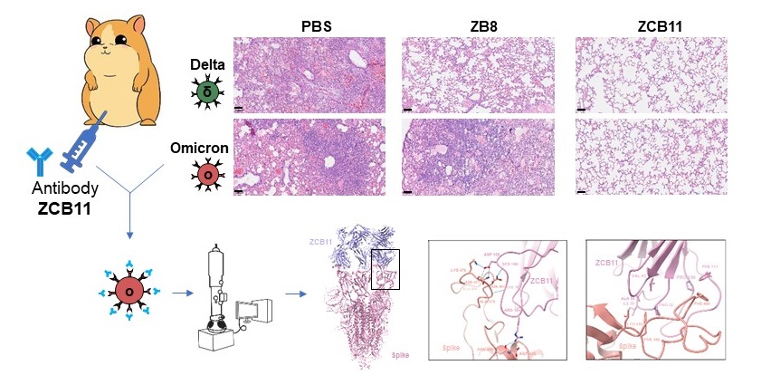 抗体ZCB11（右）可保护叙利亚仓鼠的肺部免受Omicron和Delta病毒变异株的感染与损伤 。 PBS（左）是无抗体对照， ZB8（中）是抗体对照，只能保护仓鼠免受Delta病毒变异株的感染与损伤，但不能免受 Omicron病毒变异株的感染与损伤。 冷冻电镜结构分析揭示了ZCB11和Omicron S蛋白的结合模式 。