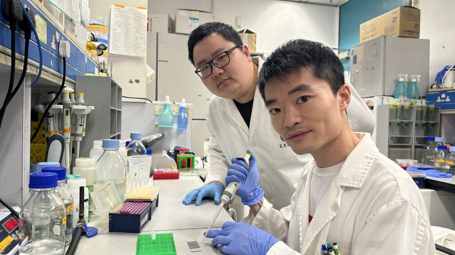 HKUST researchers uncover mechanism for short-distance vesicle movements