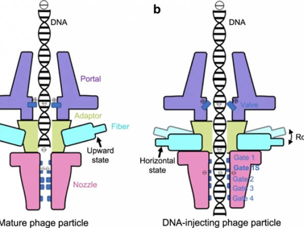 P-SCSP1u在侵染過程中DNA注入階段的DNA門控模型。