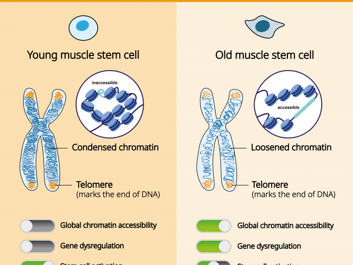 Changes in aging stem cells